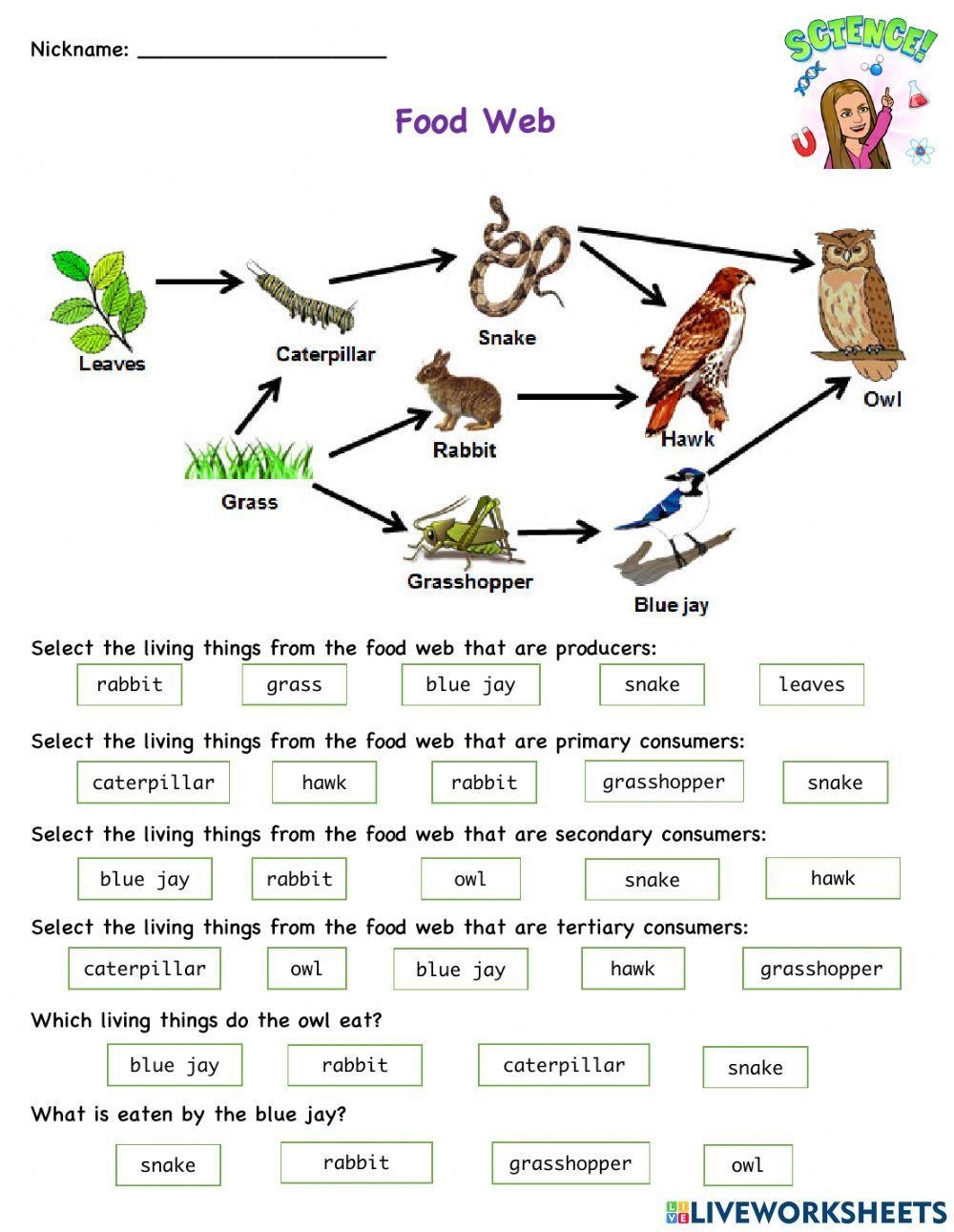 Food Web Interactive Activity Worksheets Library