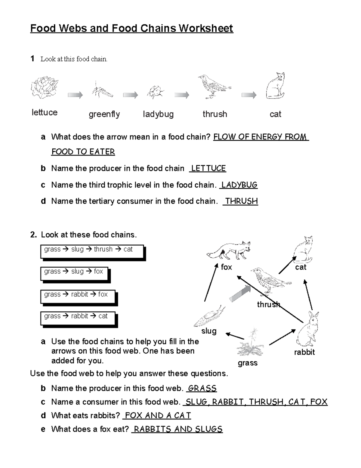 food web worksheet