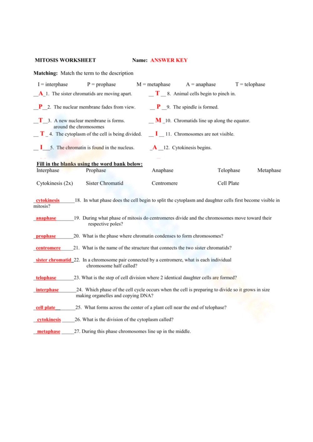 Free Printable Mitosis Worksheet Answers For Students Worksheets Library