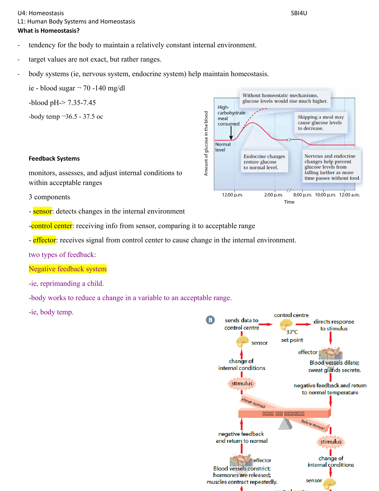 Homeostasis Human Body Systems Feedback Loops