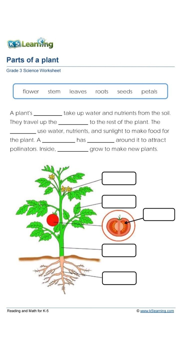 K5 Learning Grade 3 Science Worksheet 1 Parts Of A Plant