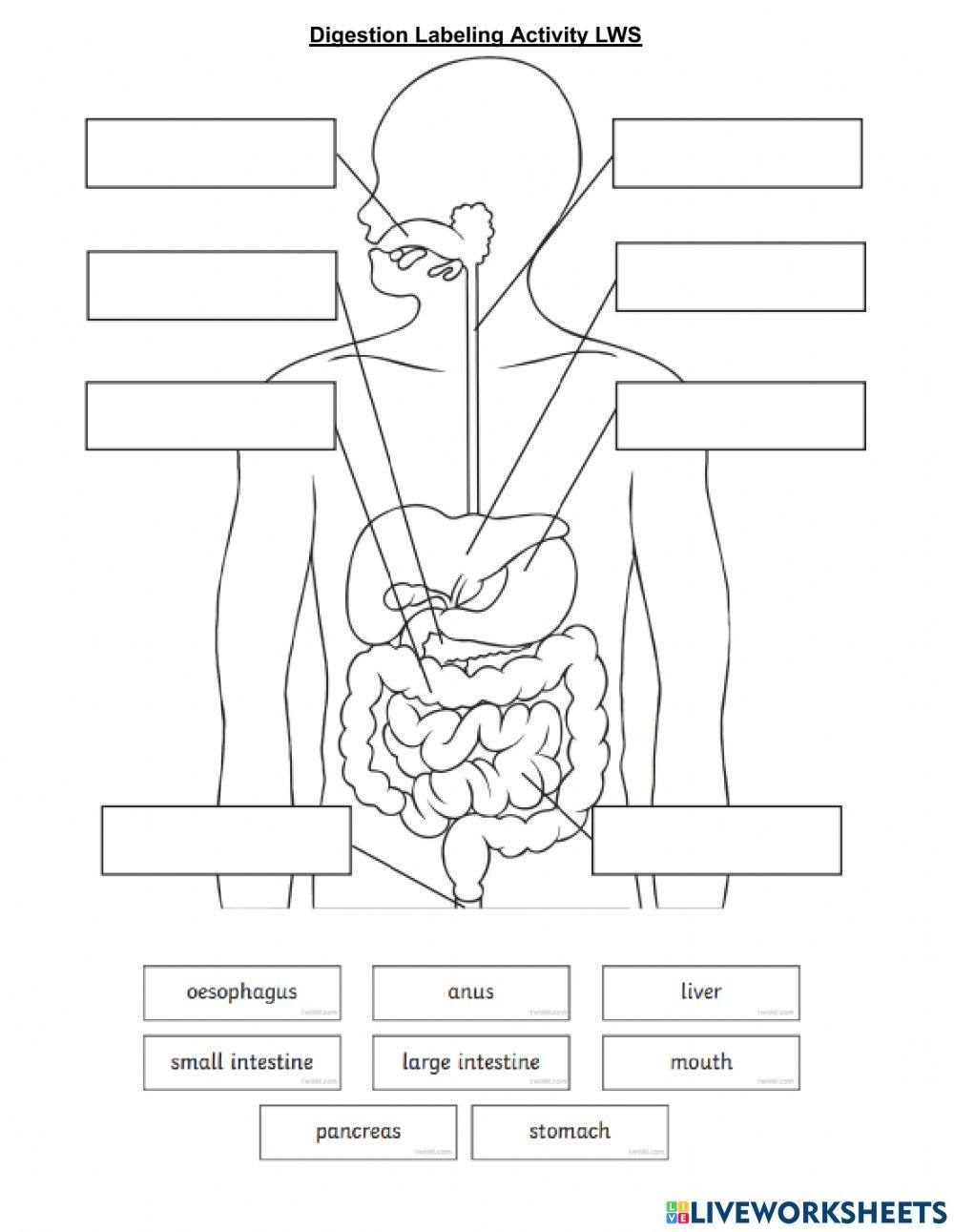 Label Digestive System Worksheet Worksheets Library