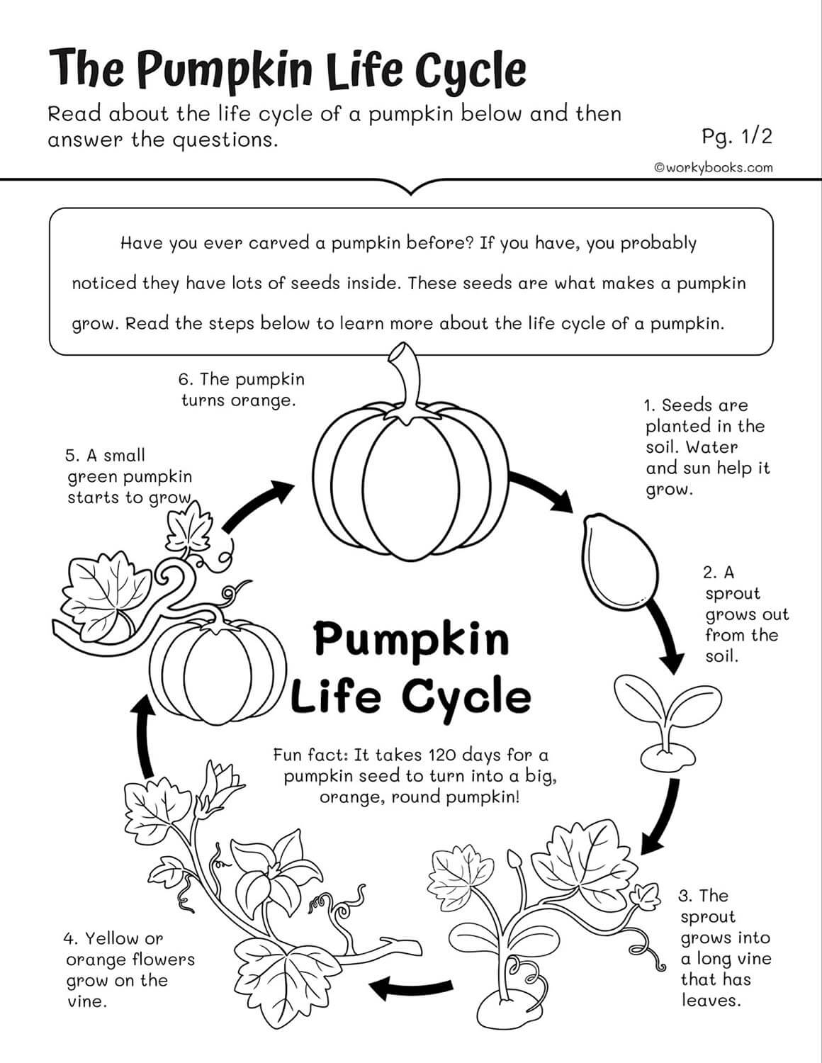 Life Cycles Worksheets Workybooks
