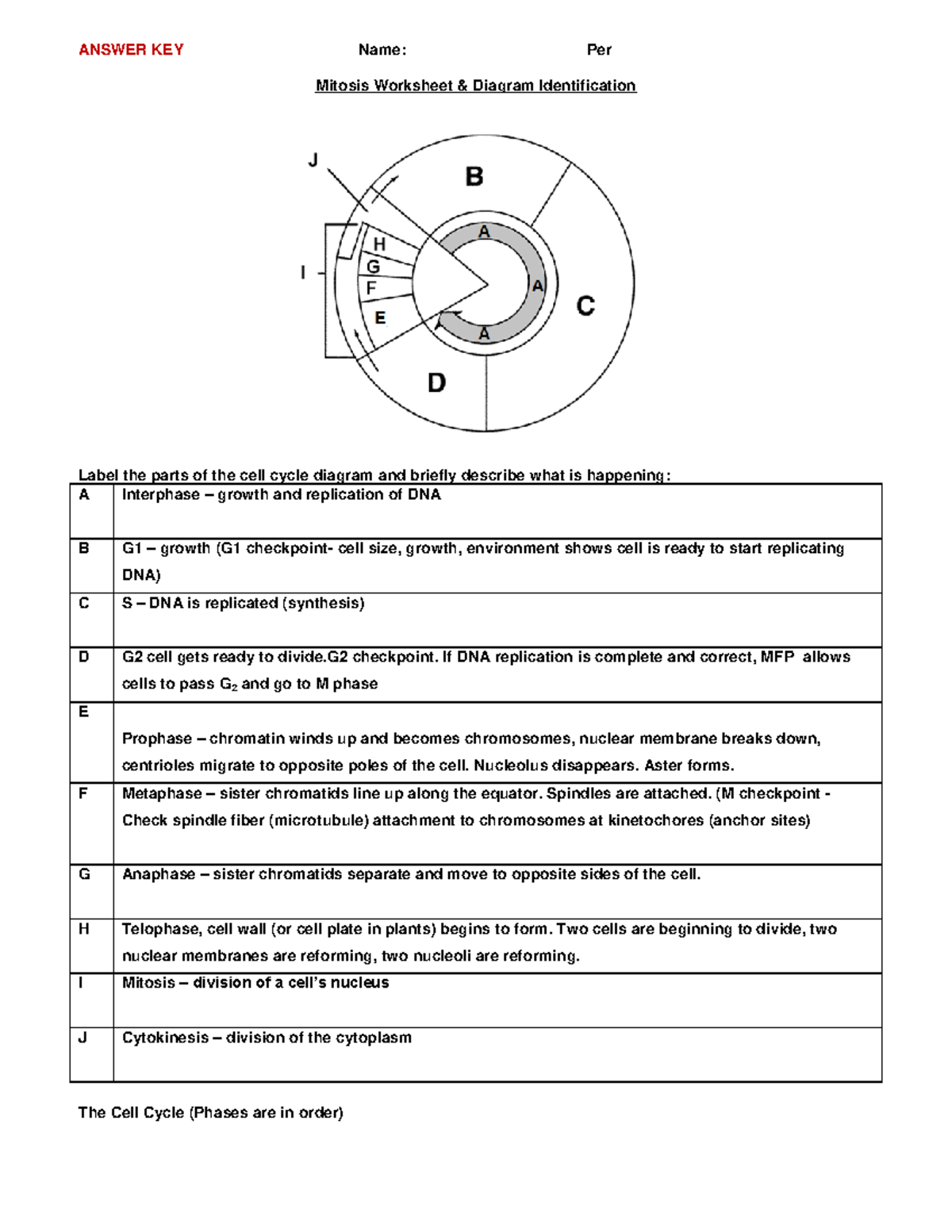 Mitosis Worksheet Answer Key Diagram Phase Descriptions Studocu