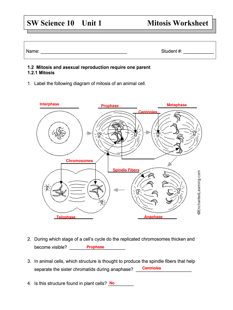 Mitosis Worksheet Fill Out Sign Online DocHub