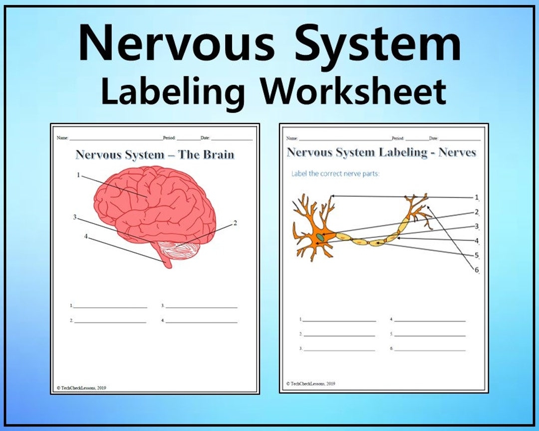 Nervous System Labeling Worksheet Science Editable DIGITAL DOWNLOAD Etsy