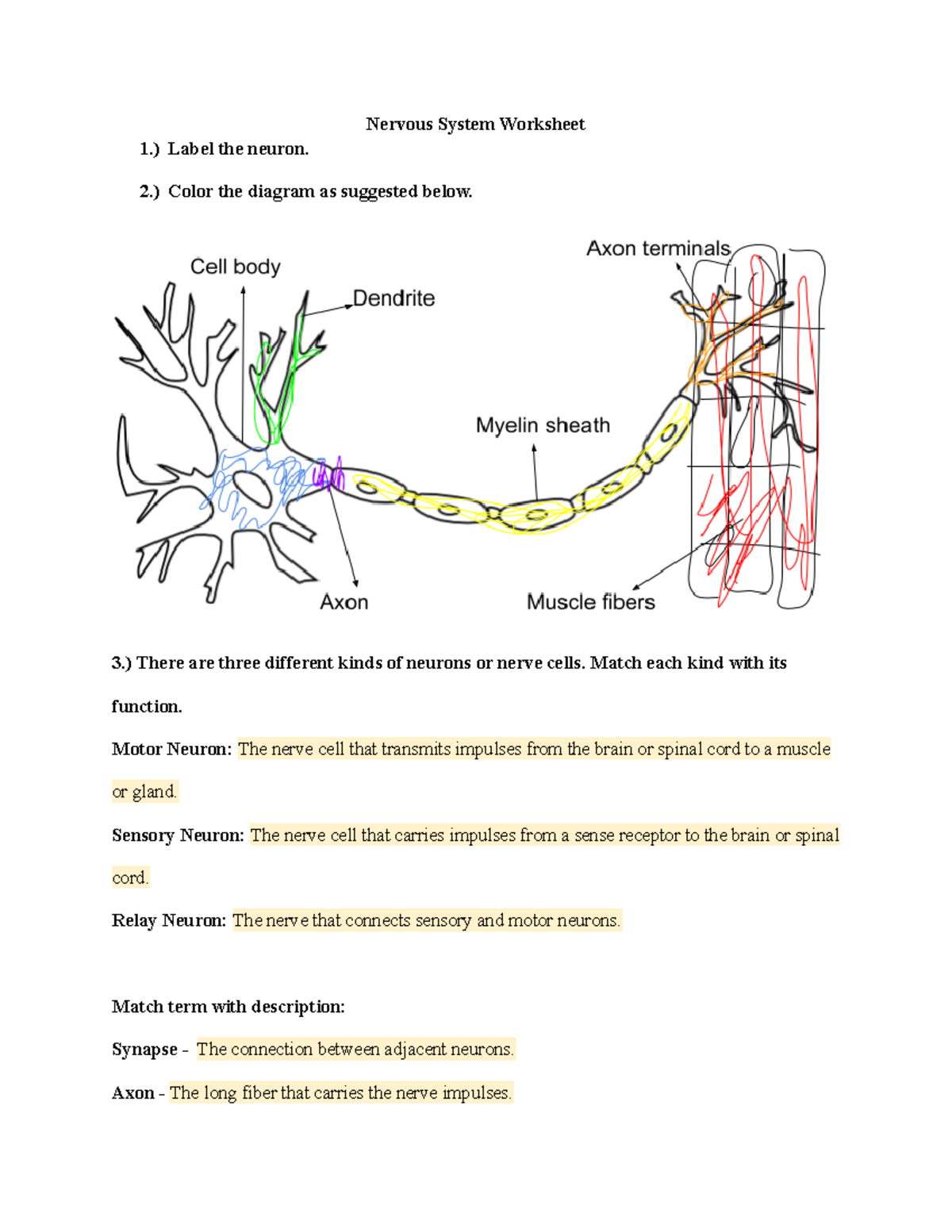 Nervous System Worksheet Structure And Function Exploration Studocu
