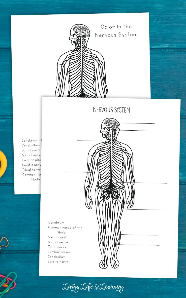 nervous system worksheet