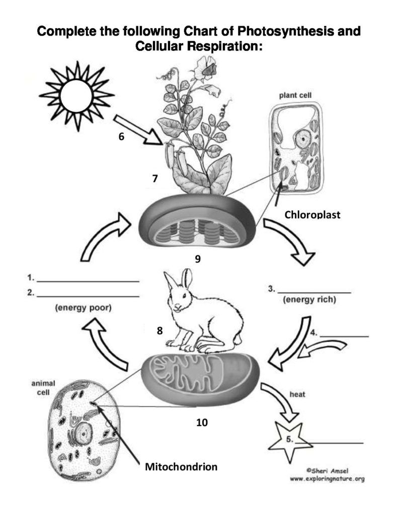 Photosynthesis And Cellular Respiration Cycle Worksheet Worksheets Library