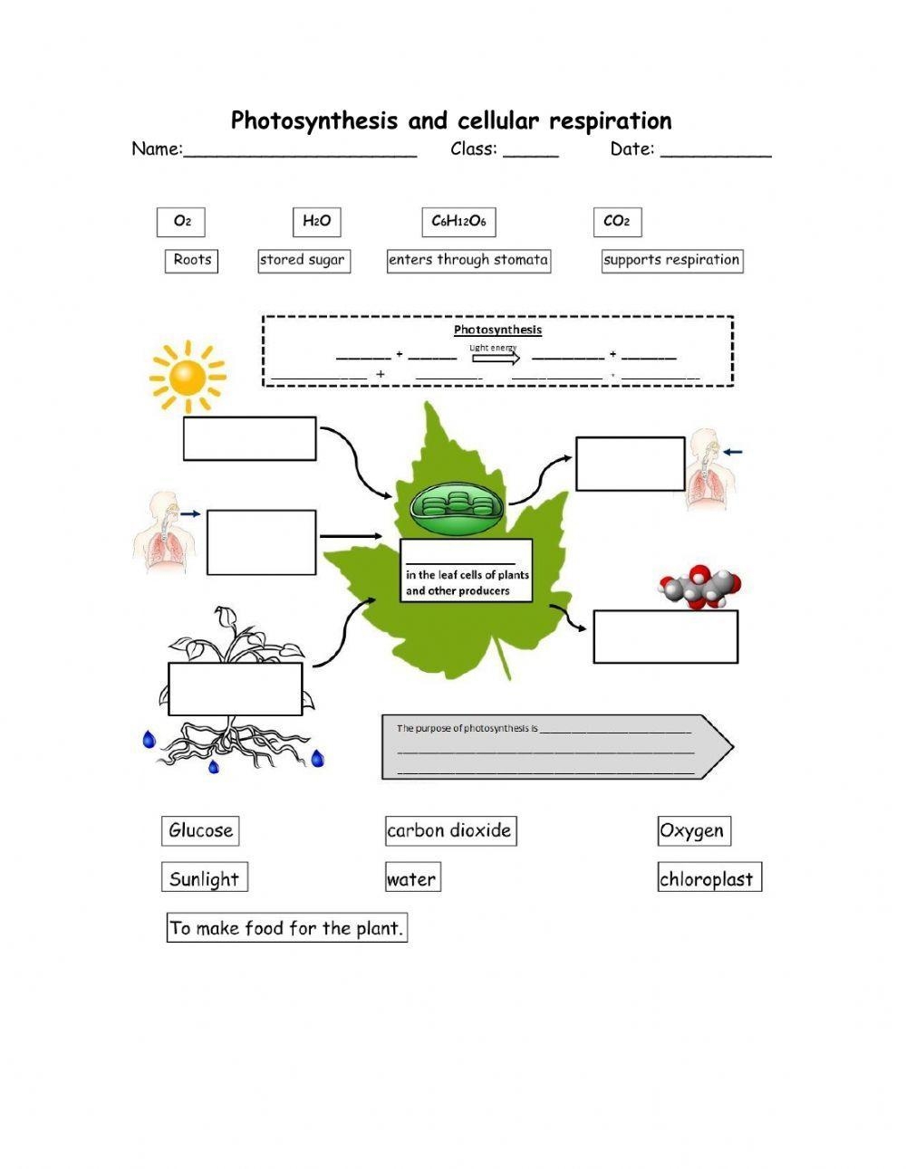 Photosynthesis And Cellular Respiration Worksheet Worksheets Library
