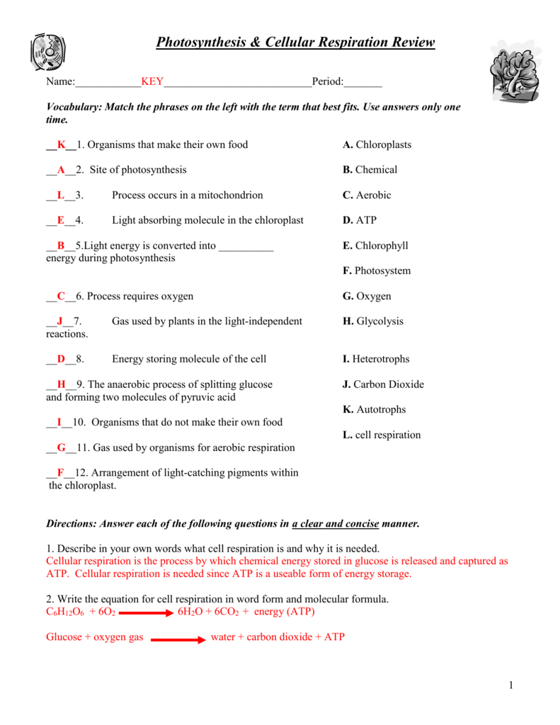 photosynthesis and cellular respiration worksheet