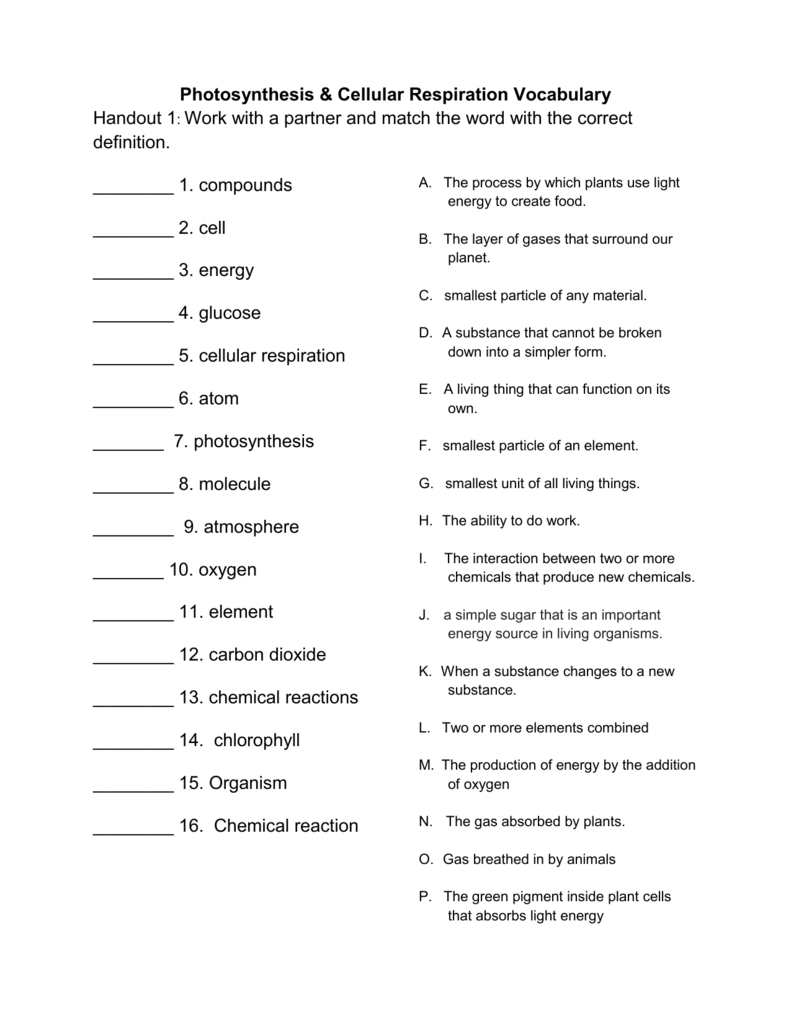 Photosynthesis Cellular Respiration Vocabulary Worksheet