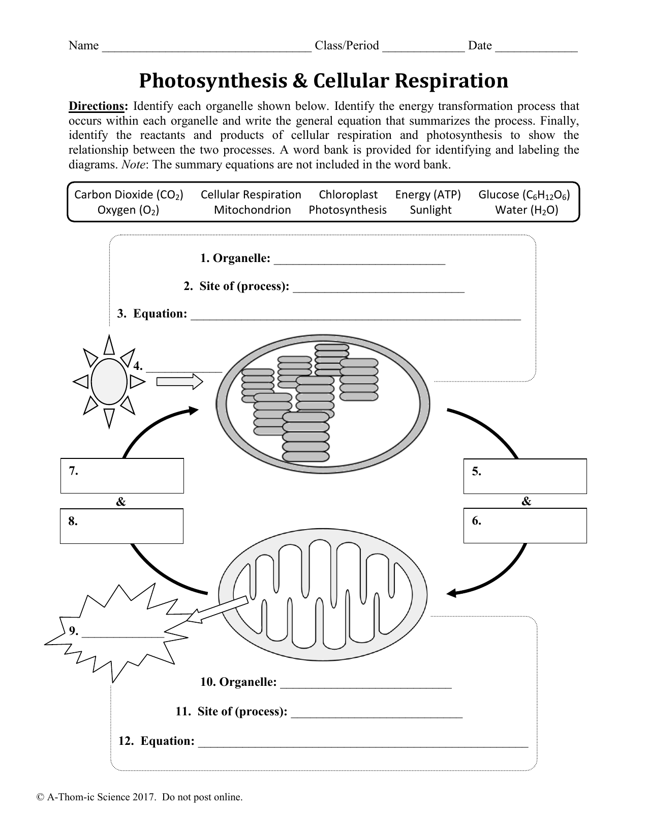 Photosynthesis Cellular Respiration Worksheet