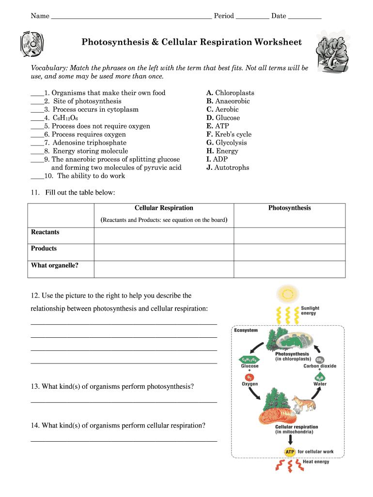 Photosynthesis Cellular Respiration Worksheet Fill Out Sign Online DocHub