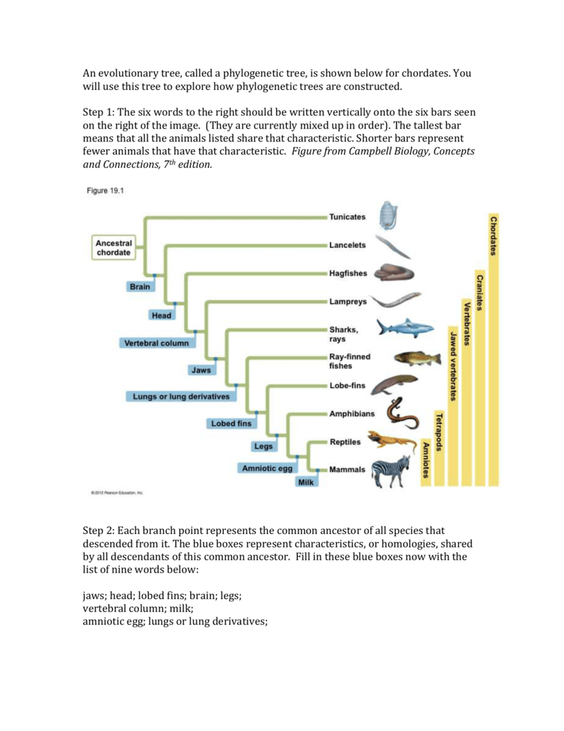 Phylogenetic Tree Worksheet Chordate Evolution Phylogenetic Tree Worksheet Chordate Evolution