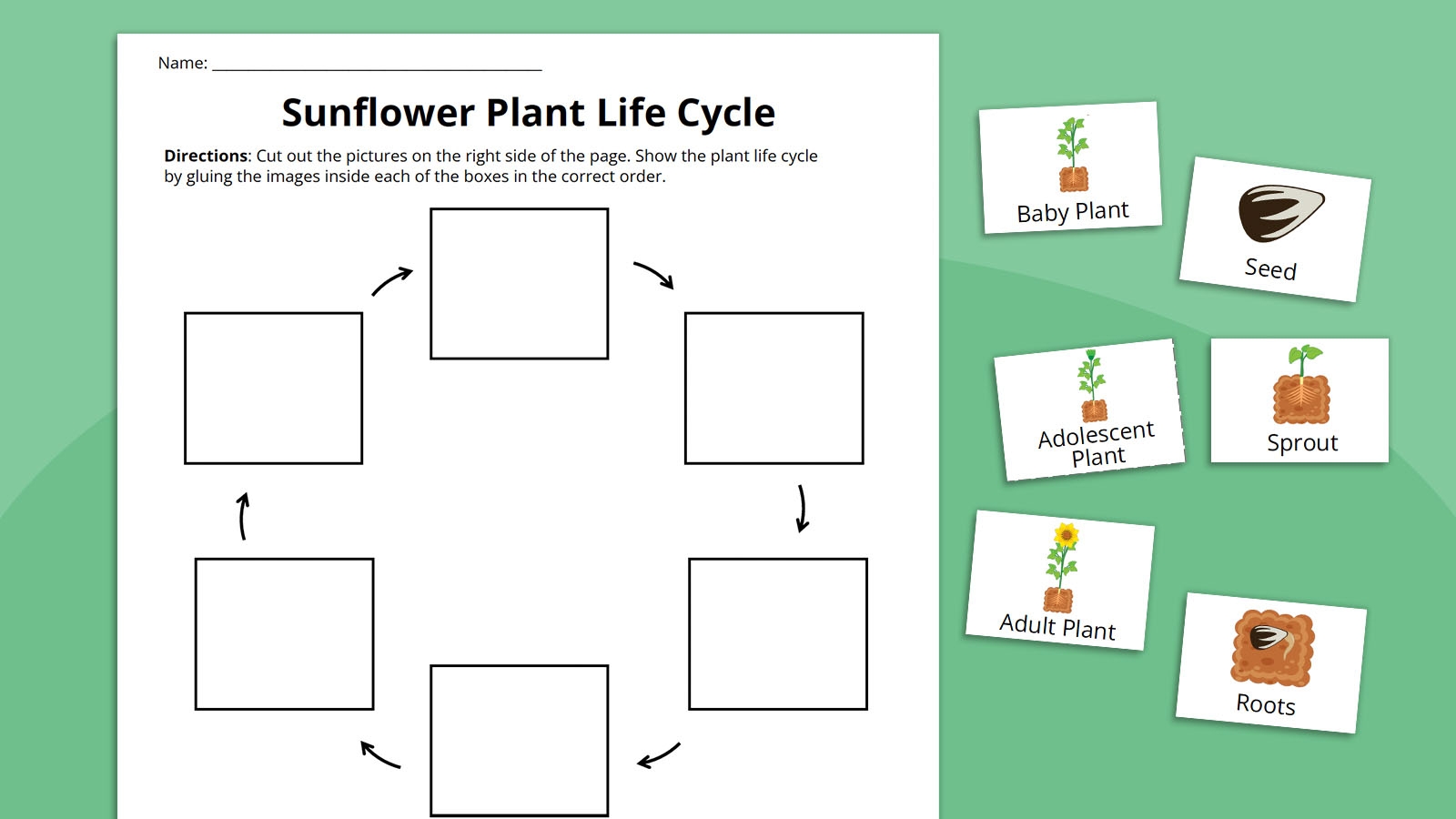 plant life cycle worksheet