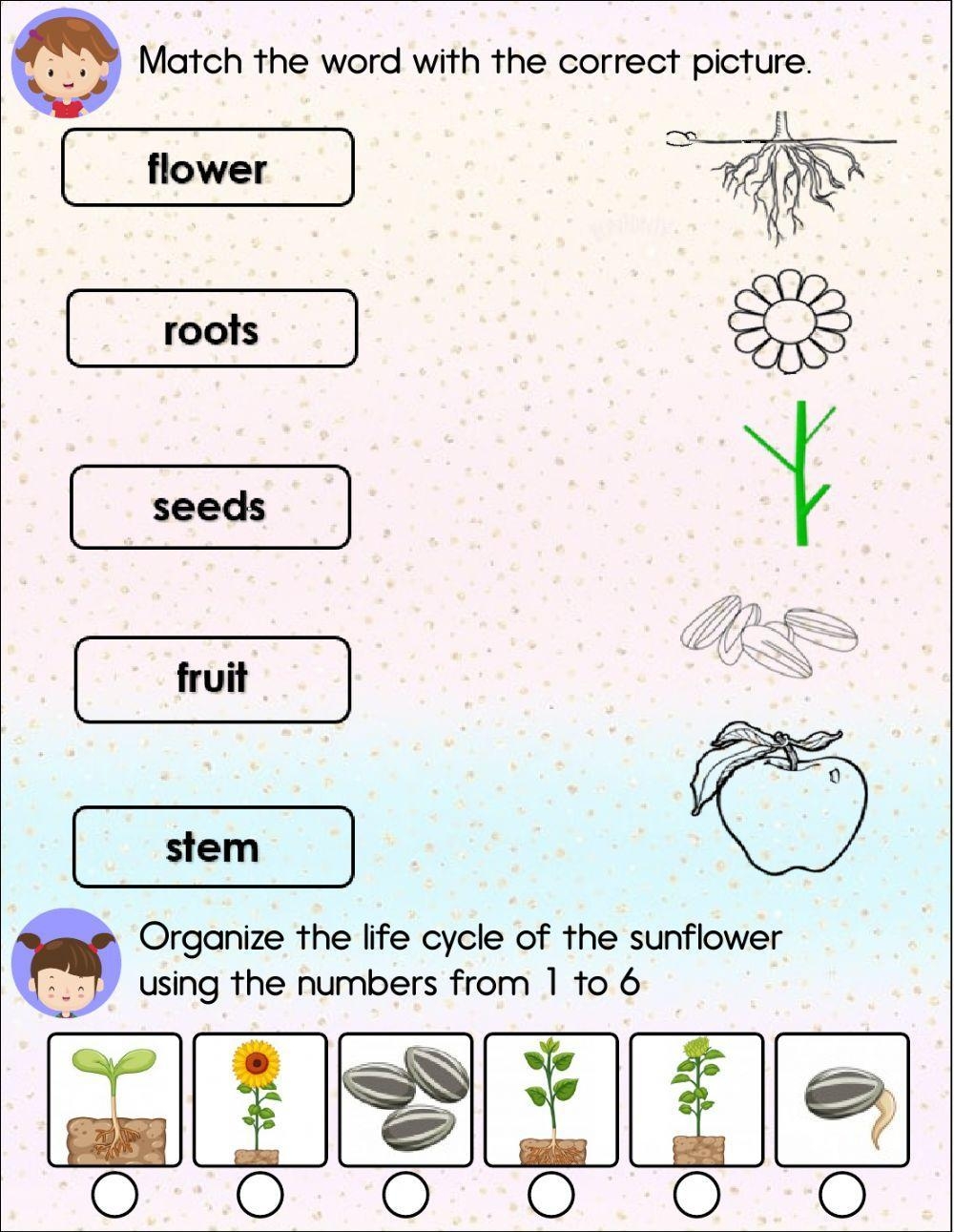 Plants Interactive Worksheet For First Grade Worksheets Library