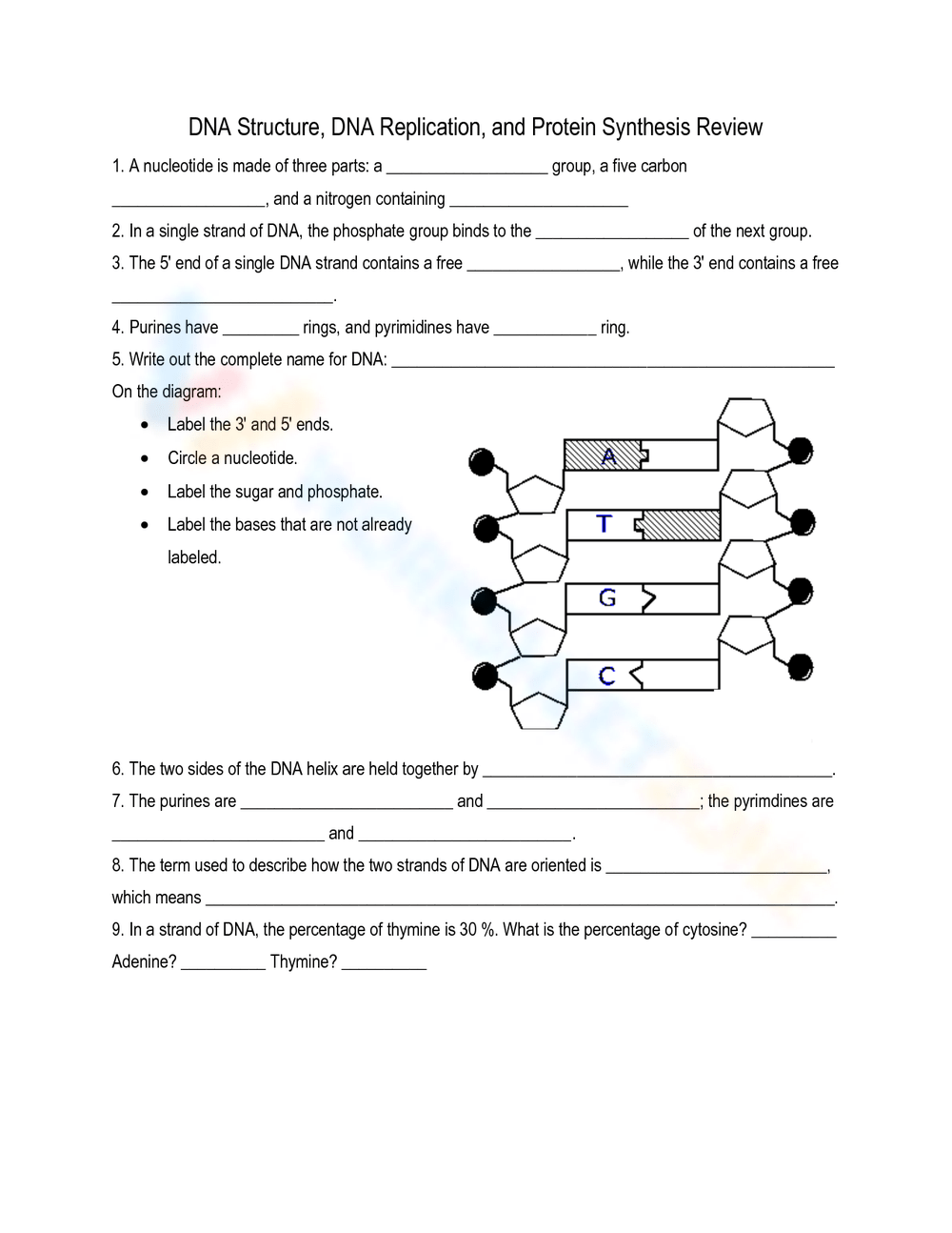 Printable Dna Structure And Replication Worksheets