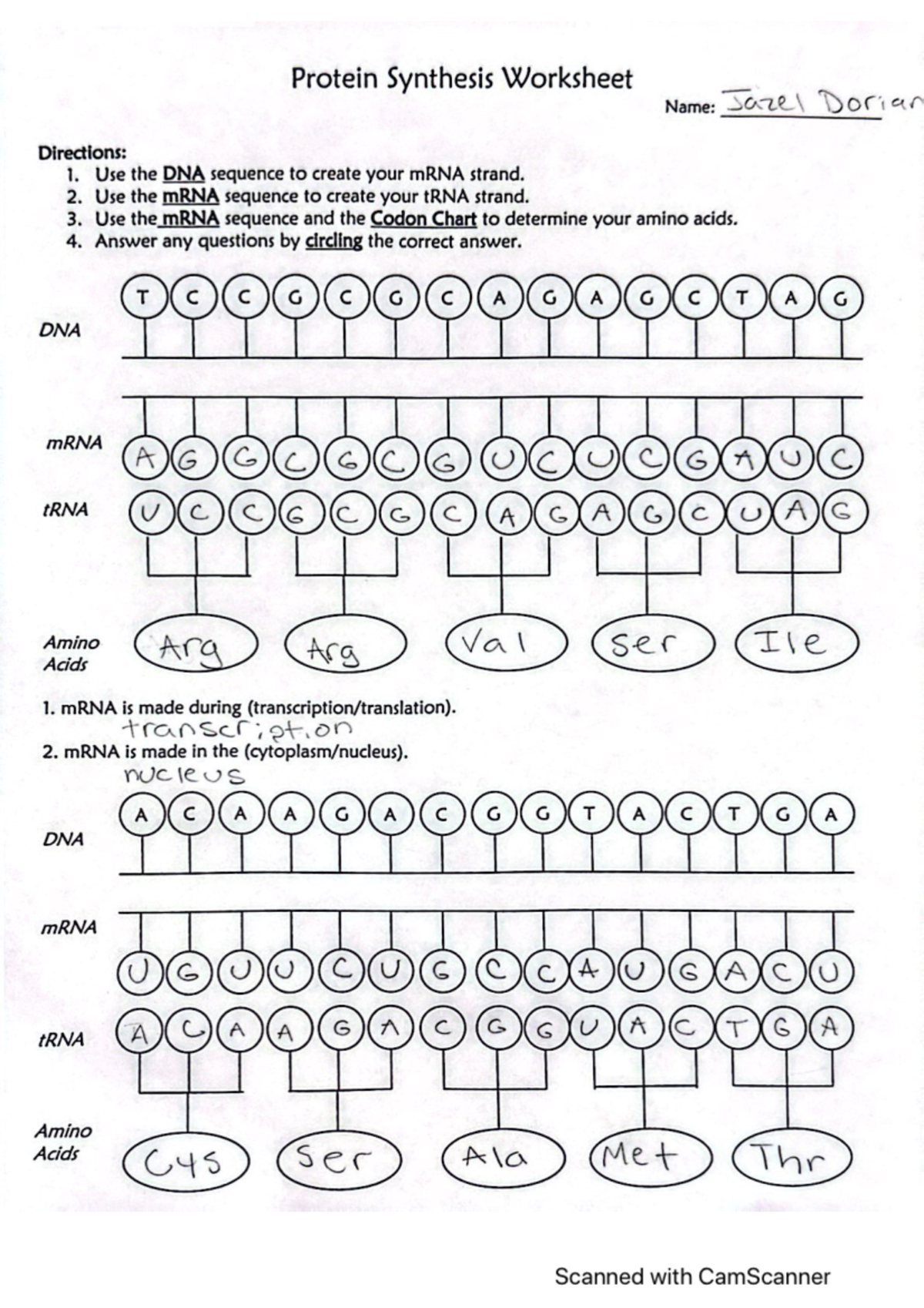 Protein Synthesis Worksheet For Biological Studies Studocu