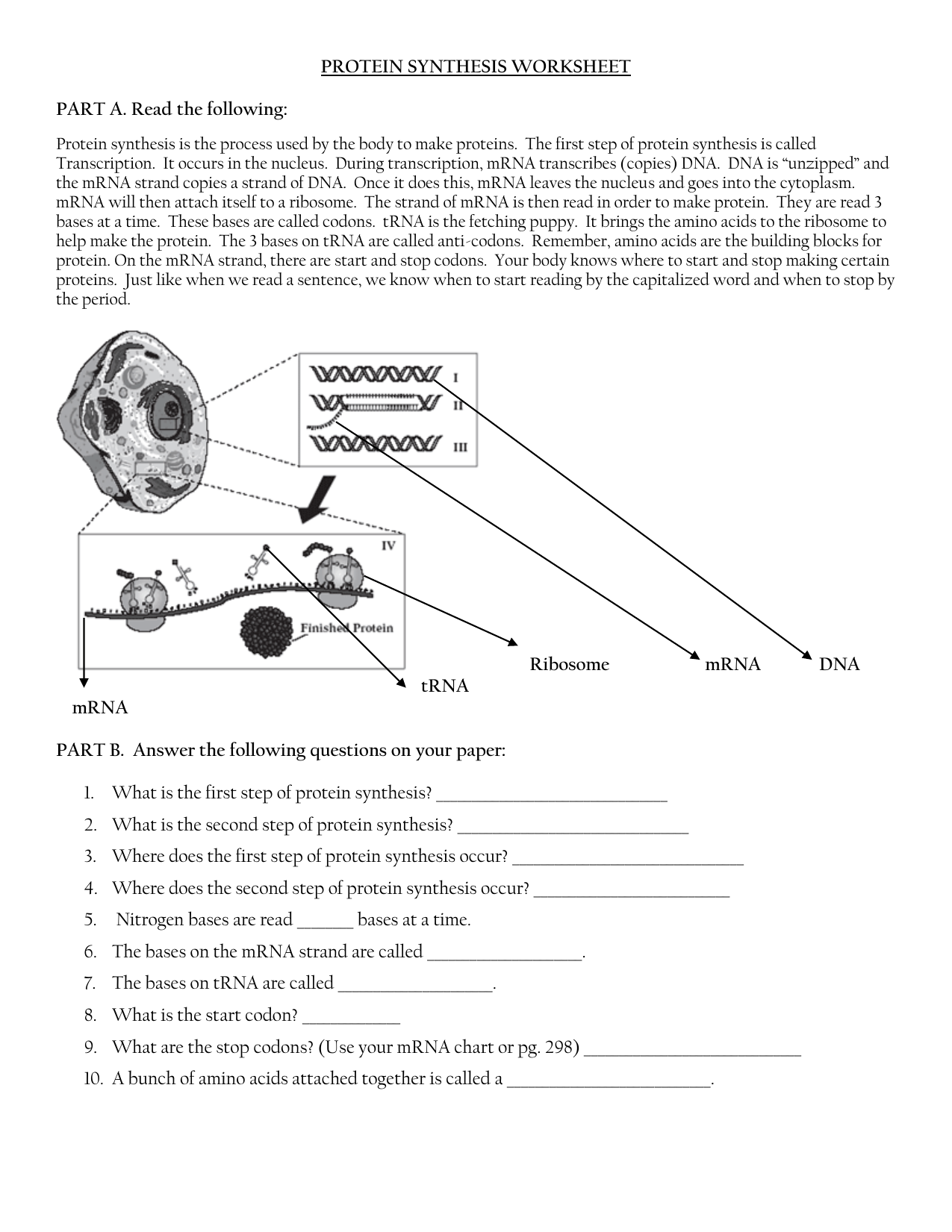 Protein Synthesis Worksheet Transcription Translation