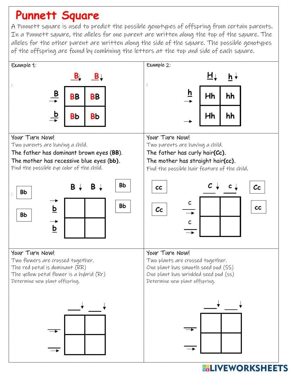 Punnett Square Interactive Worksheet Worksheets Library