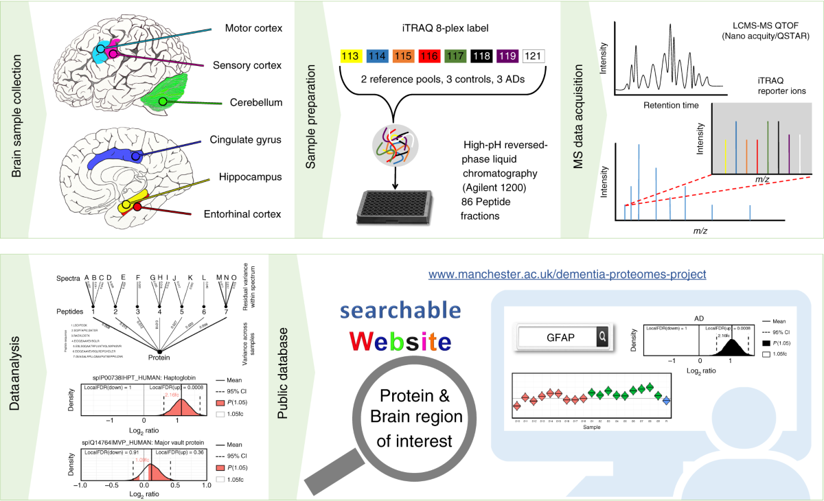 Regional Protein Expression In Human Alzheimer s Brain Correlates With Disease Severity Communications Biology