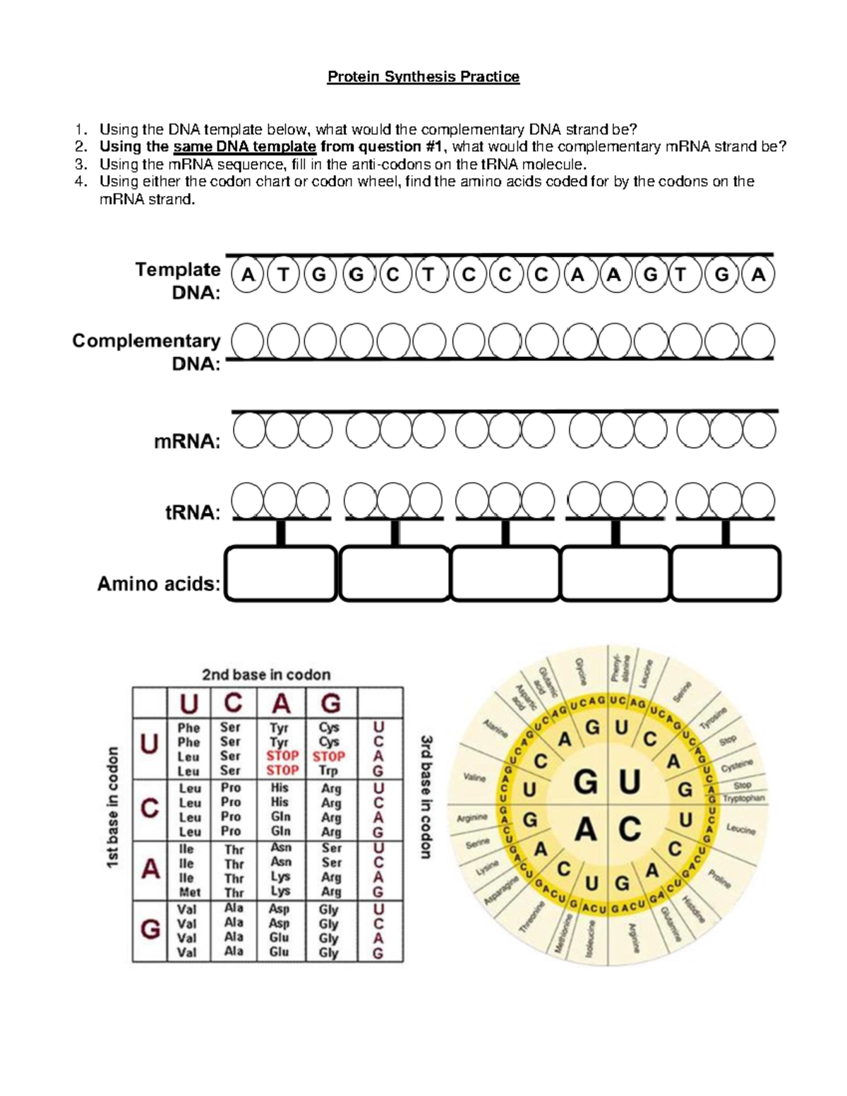 Ryan Holmes Protein Syn Worksheet Protein Synthesis Practice Using The DNA Template Below What Studocu