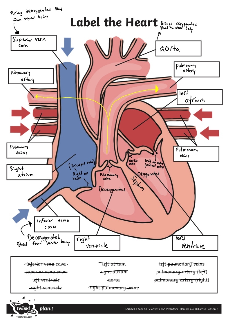 Science Label the Heart Activity Sheet 1 Notability Gallery