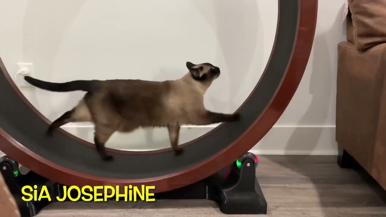 3d printable cat wheel 3d printable cat wheel