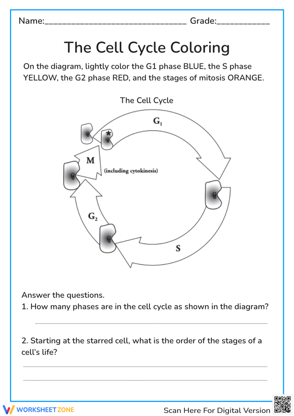 the cell cycle coloring worksheet