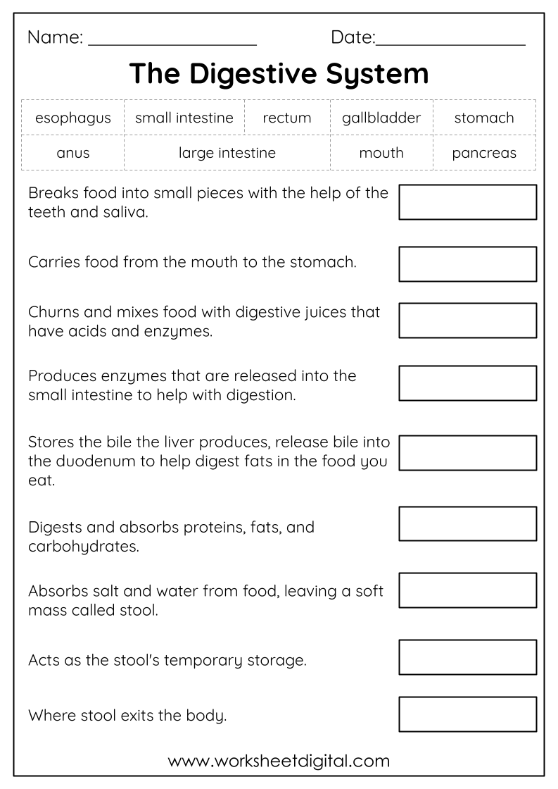The Digestive System Worksheet Digital 1 Teacher Made Resources
