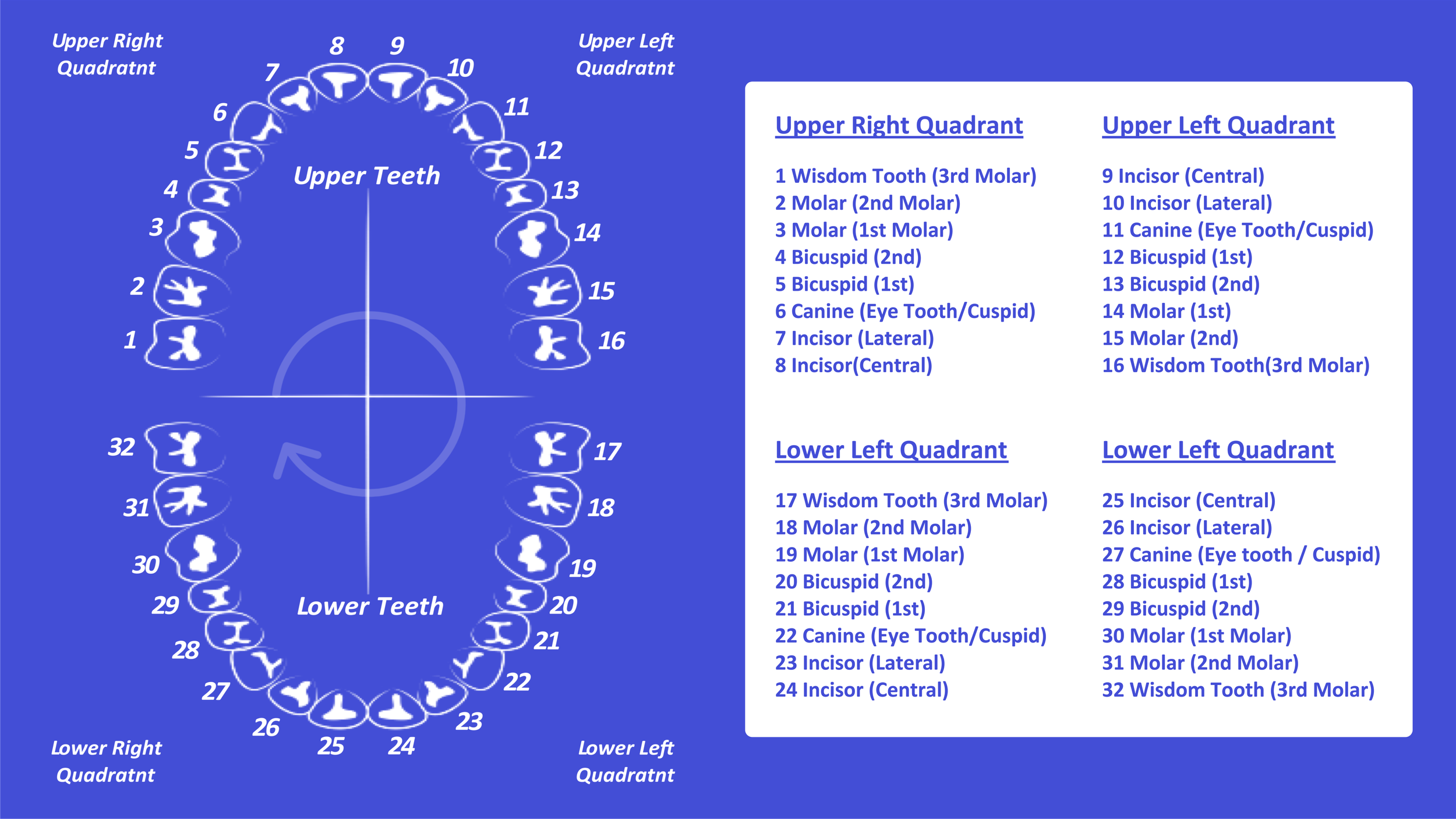 Tooth Number Chart Printable PDF Mashup Math Tooth Number Chart Printable PDF Mashup Math