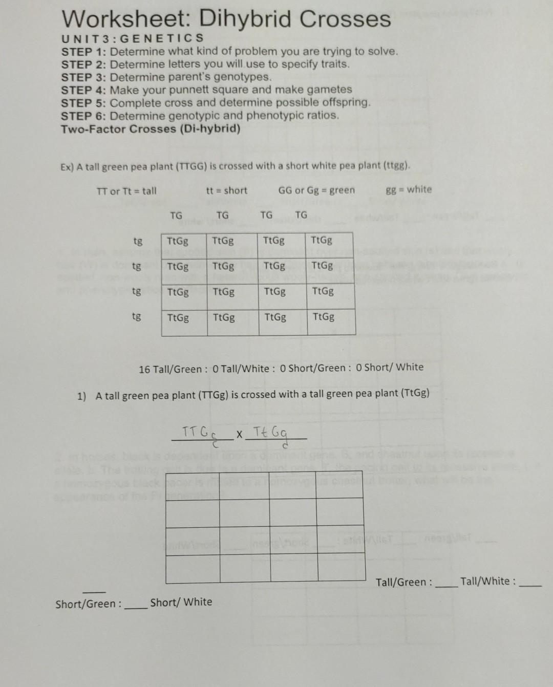 dihybrid cross worksheet